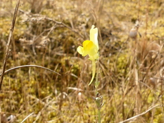 Linaria polygalifolia