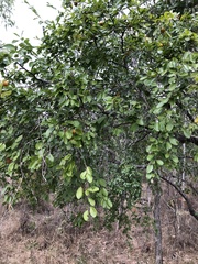 Petalostigma banksii