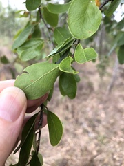 Petalostigma banksii