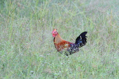 Gallus lafayettii