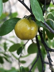 Petalostigma banksii