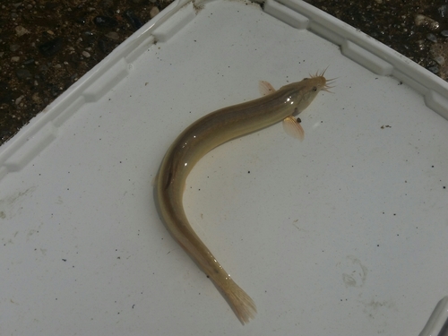 Misgurnus anguillicaudatus