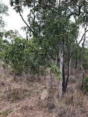 Petalostigma banksii
