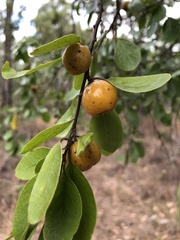 Petalostigma banksii