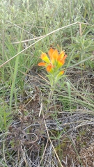 Castilleja glandulosa