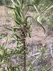 Dolichandrone alternifolia