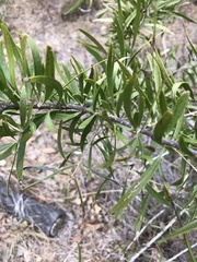 Dolichandrone alternifolia