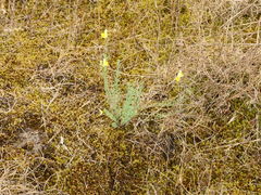 Linaria polygalifolia