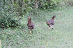 Gallus lafayettii