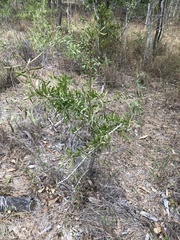 Dolichandrone alternifolia