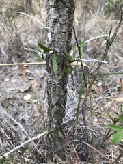 Dolichandrone alternifolia