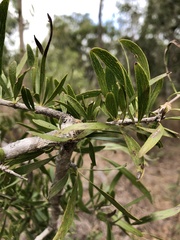 Dolichandrone alternifolia