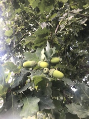 Quercus robur