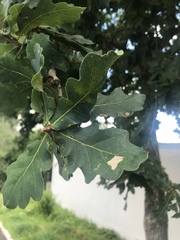 Quercus robur