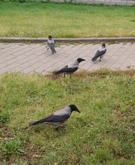 Corvus cornix