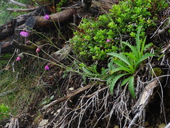 Carduus defloratus defloratus