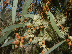 Eucalyptus diversifolia