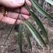 Psydrax saligna - Photo 由 elawrey 所上傳的 (c) elawrey，保留部份權利CC BY