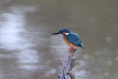 Alcedo atthis taprobana
