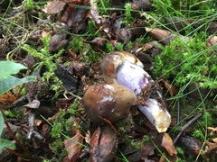 Cortinarius collinitus