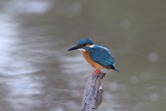 Alcedo atthis taprobana
