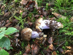 Cortinarius collinitus