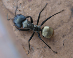 Camponotus sericeiventris