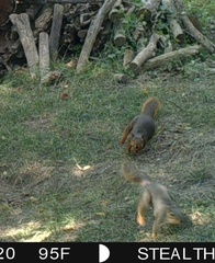 Sciurus niger