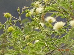 Albizia amara
