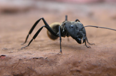 Camponotus sericeiventris