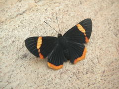 Riodina lycisca