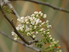 Cordia dichotoma