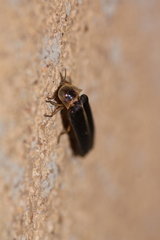Lampyris iberica