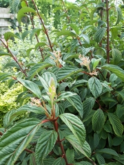 Viburnum rhytidophyllum