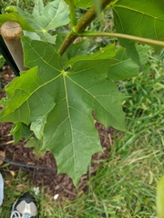 Acer platanoides