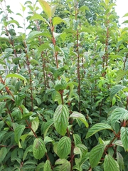 Viburnum rhytidophyllum