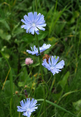 Cichorium intybus