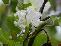 Dolichandrone falcata