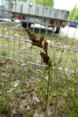 Carex arenaria