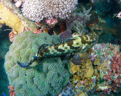 Epinephelus polyphekadion
