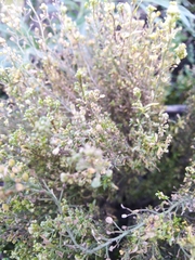 Lepidium ruderale