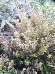 Lepidium ruderale