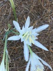 Pancratium maritimum