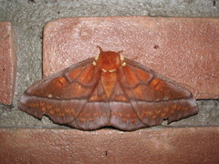 Procitheronia principalis