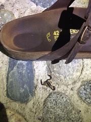 Chactas brevicaudatus