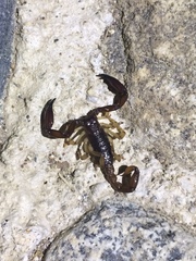 Chactas brevicaudatus