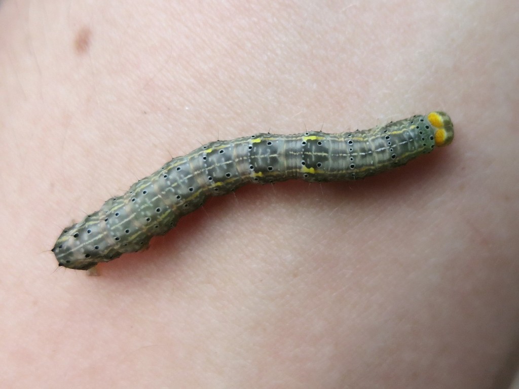 Hibiscus Leaf Caterpillar Moth