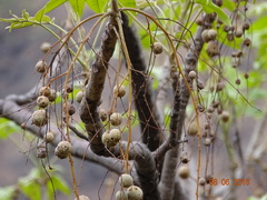 Lannea coromandelica