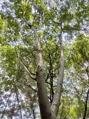 Sapindus mukorossi