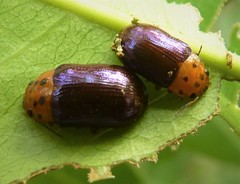 Platymela sticticollis